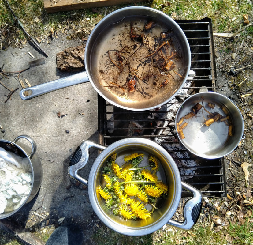 Pans over an outdoor fire with dyestuffs of dandelion and dock