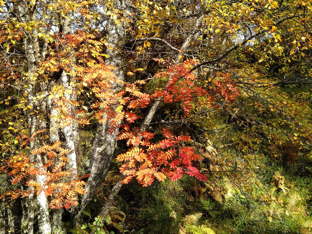 Rowan with bright red leaves in Glen Affric, autumn